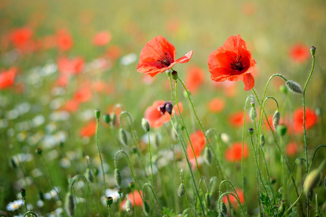 a poppy field close-up